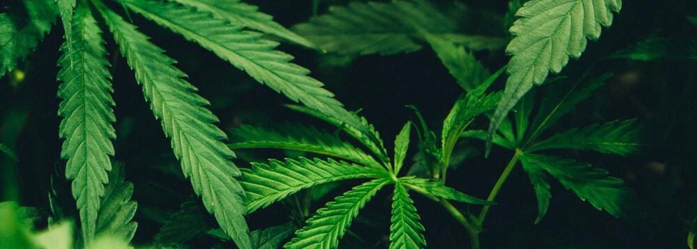 Legalizacja marihuany? Będzie o niej mowa w Sejmie