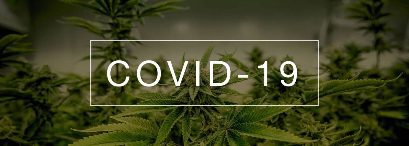 Czy marihuana okaże się pomocna w walce z COVID-19?