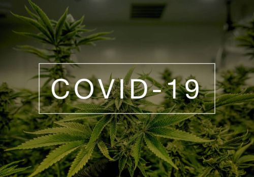 Czy marihuana okaże się pomocna w walce z COVID-19?