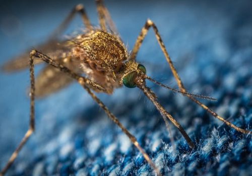 Komary dają się we znaki? Kannabidiol może pomóc przy ukąszeniach