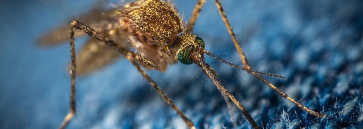 Komary dają się we znaki? Kannabidiol może pomóc przy ukąszeniach